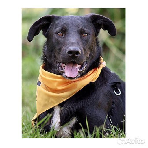 Молодая собака Клякса в дар в добрые руки