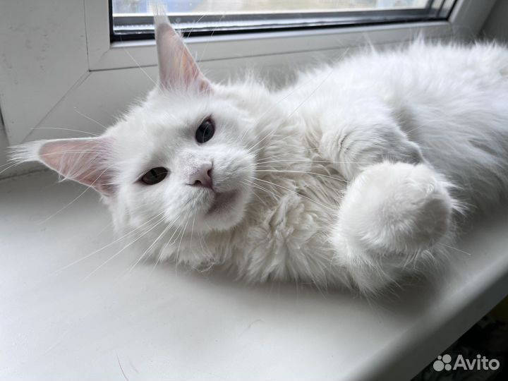 Мейн-кун девочка