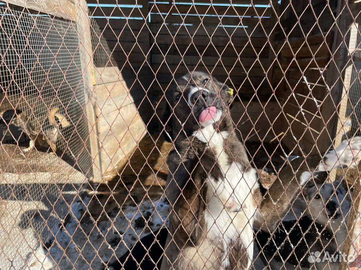 Собака ищет дом