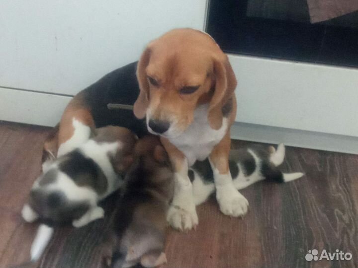 Щенки бигль