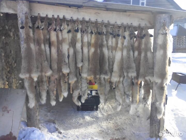 Шкуры лисы