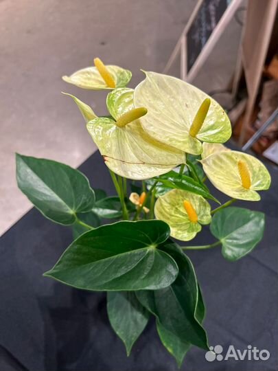 Антуриум Ванилла