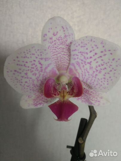 Орхидея фаленопсис