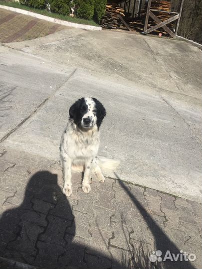 Собака мальчик 8 мес помесь обработан