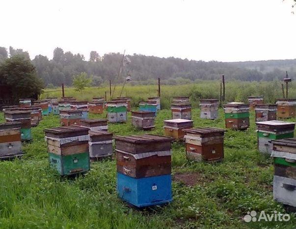 Мед 24 года Алтайский опт
