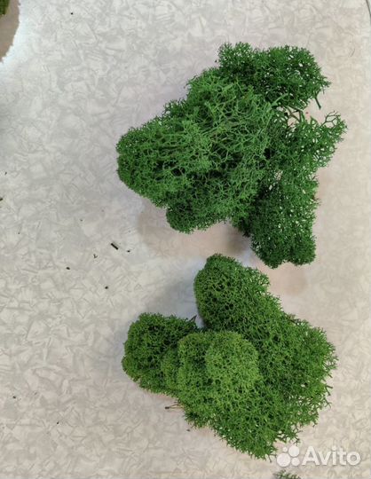 Стабилизированный мох ягель