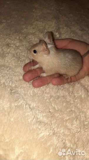 Чилийская белка дегу