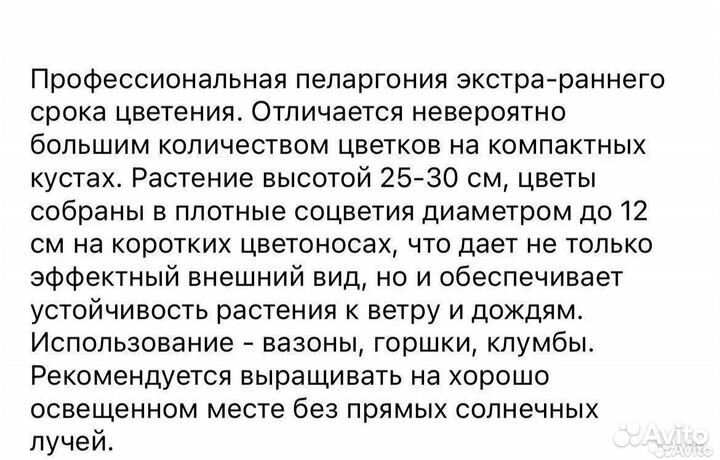 Пеларгония герань, белая, (цветущая)