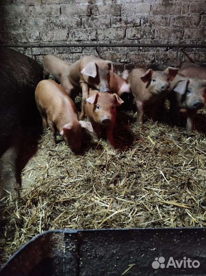 Поросята 