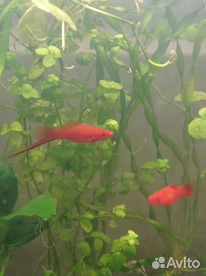 Аквариумные рыбки