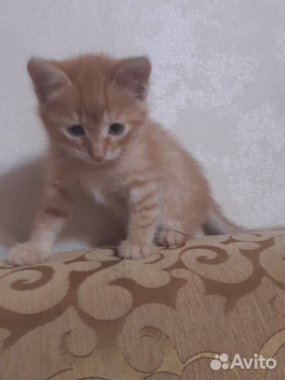 Котенок в добрые руки
