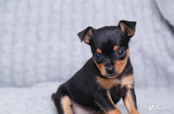 Той-терьер щенки девочка