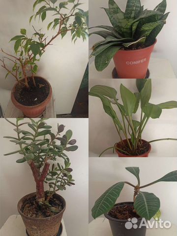 Спатифиллум женское счастье