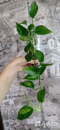 Сциндапсус эпипремнум