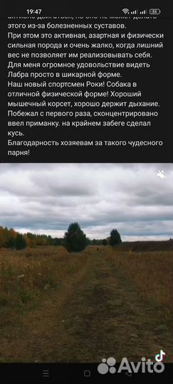 Кабель лабрадора. Случка