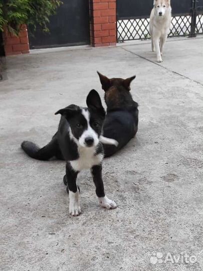 Уникальная девочка в добрые руки