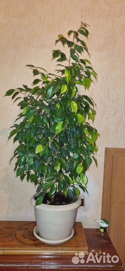 Живой фикус 