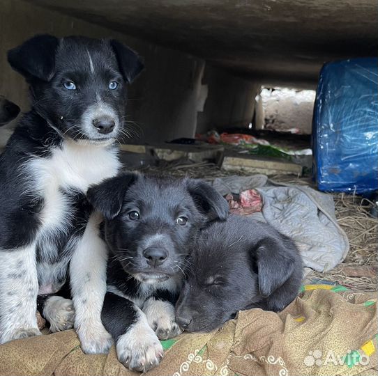 Щенки в добрые руки