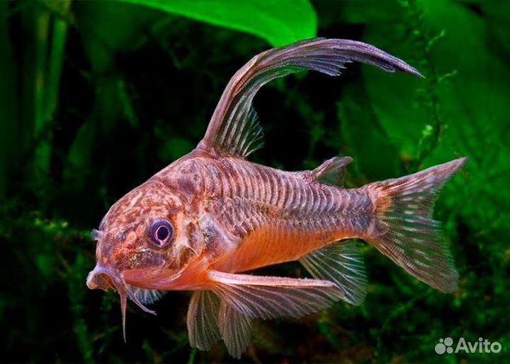 Коридорас крапчатый сомик