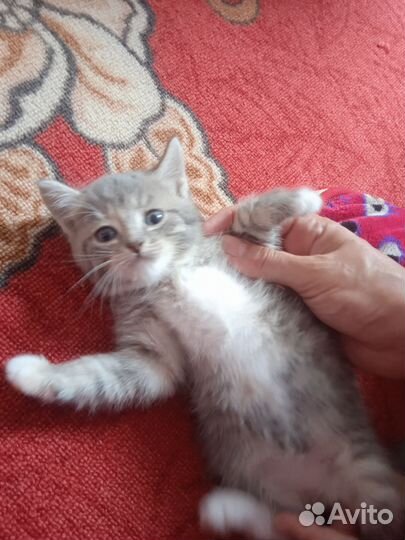 Кошки в добрые руки