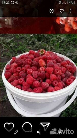 Саженцы малины