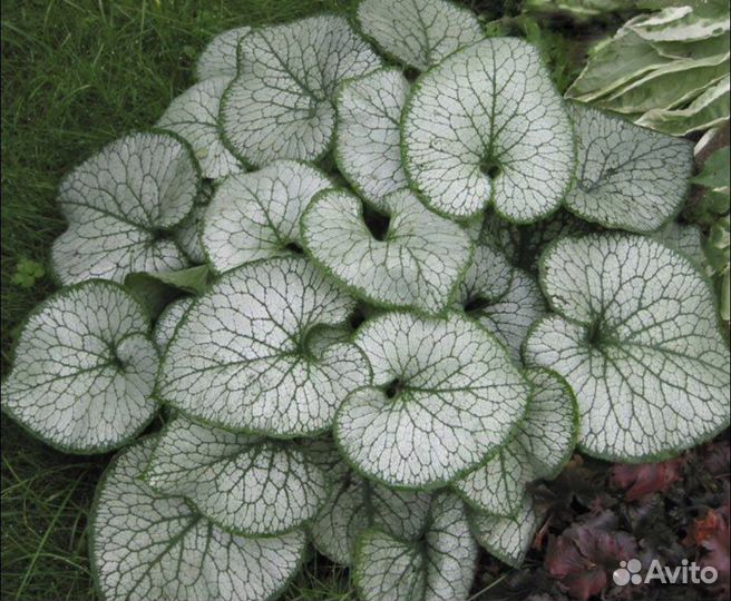 Медуница Бадан Бруннера