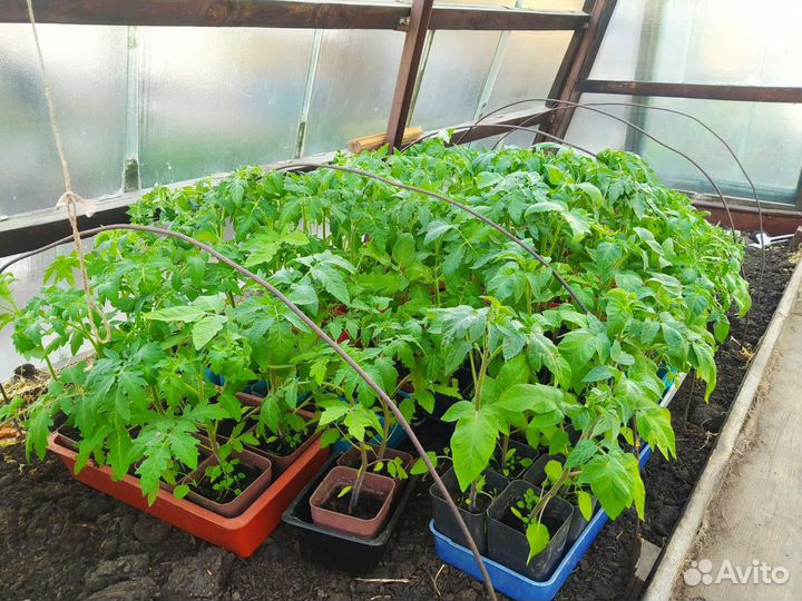 Продам рассаду перцы и помидоры
