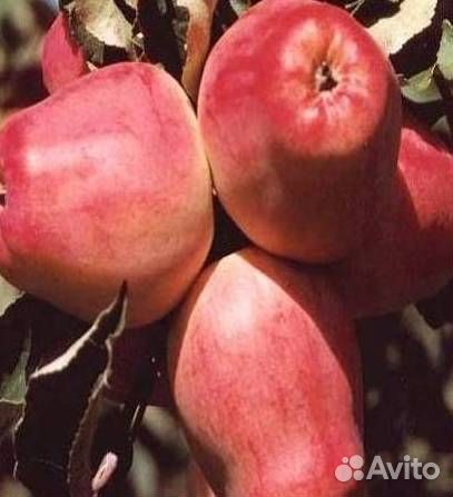 Саженцы яблони Кандиль орловский