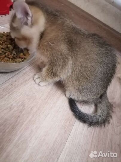 Котята в добрые руки бесплатно