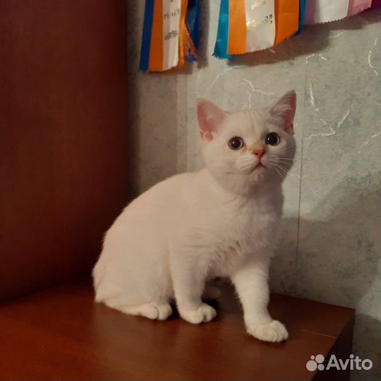 Шотландский котенок скоттиш страйт