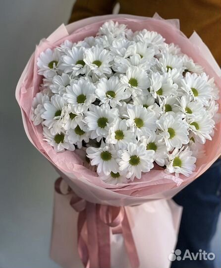 Хризантема ромашка