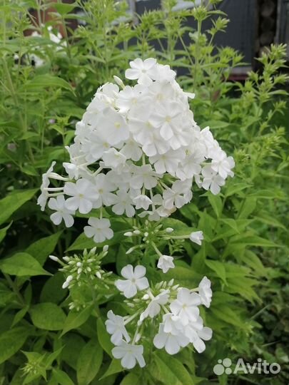 Флоксы сортовые