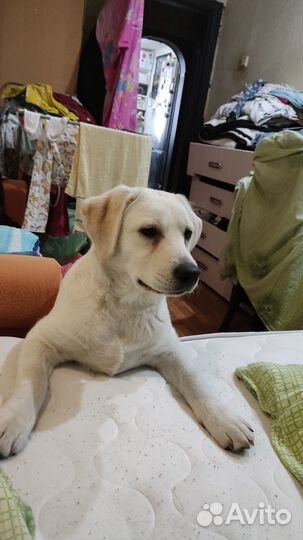 Щенки лабрадора