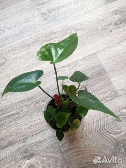 Антуриум красный