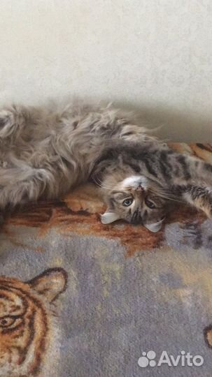 Очень ласковый котик