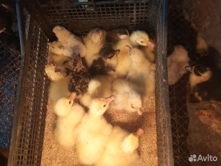 Гусята Линда,утята