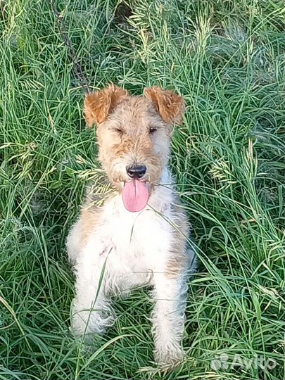 Фокстерьер, приглашает на разовые встречи