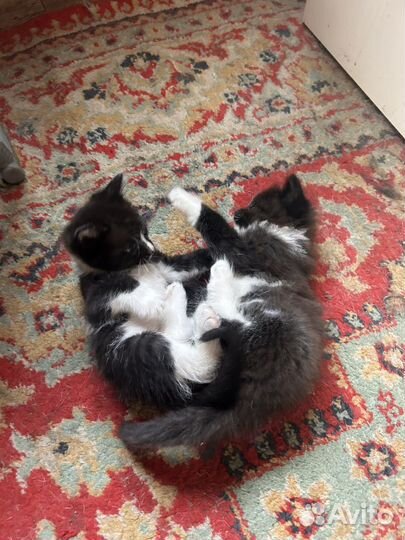 Котята бесплатно