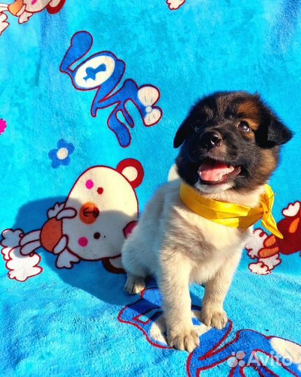 Малышка Руна