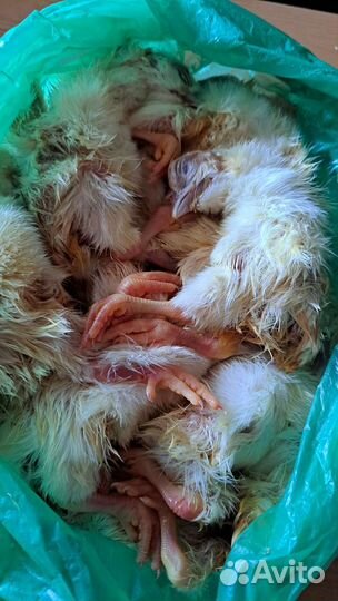 Цыплята суточные очищенные