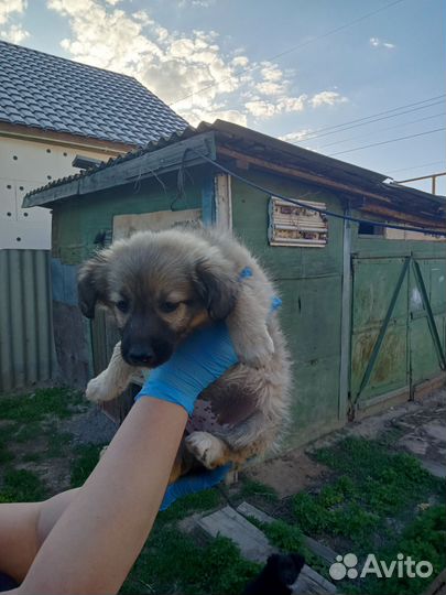 Кутята в добрые руки