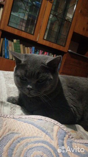 Британец, котик