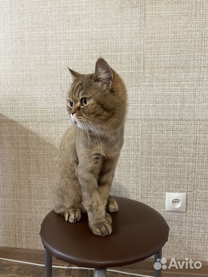 Британская кошка в дар