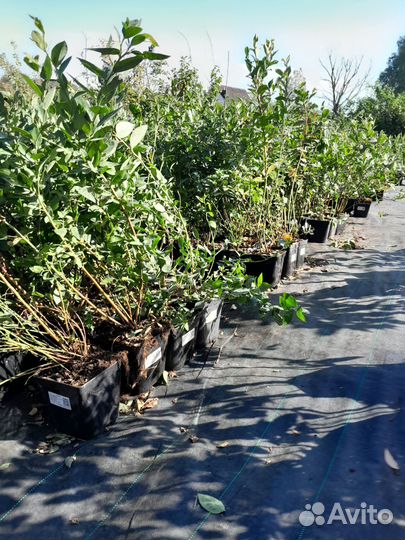 Саженцы ягодных культур