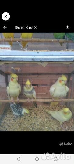 Волнистые и другие