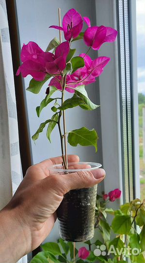 Бугенвиллея (Bougainvillea) Vera Deep Purple