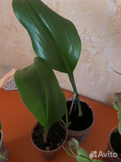 Много комнатных растений