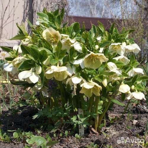 Морозник кавказский