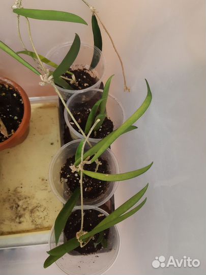 Хойи Шеперди и Мультифлора