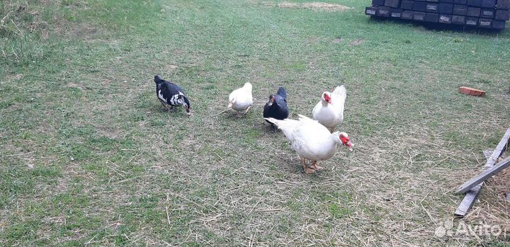 Селезень индоутки